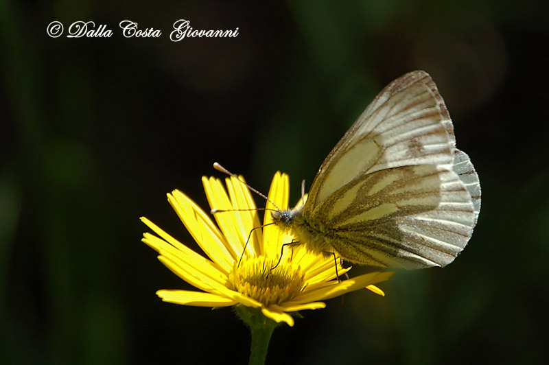 Pieris bryoniae  Piccole Dolomiti